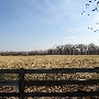 Mentor - Field