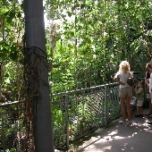 University Circle - Cleveland Botanical Gardens Costa Rica Cloud Forest Greenhouse