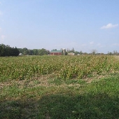 Northfields Village -  Cornfield (Chaffee Rd)