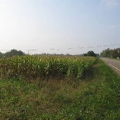 Northfields Village - Cornfield