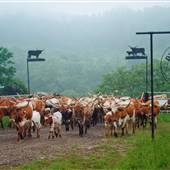 Warren Township - Dickinson Cattle Company