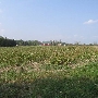 Northfields Village -  Cornfield (Chaffee Rd)