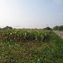 Northfields Village - Cornfield