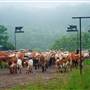 Warren Township - Dickinson Cattle Company