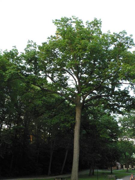 Cleveland Heights - Cain Park (photos needed)