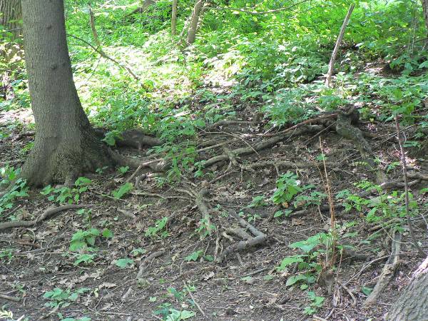 Cleveland Heights - Cumberland Park