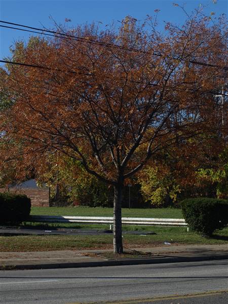Cleveland Heights - Noble Food Deal